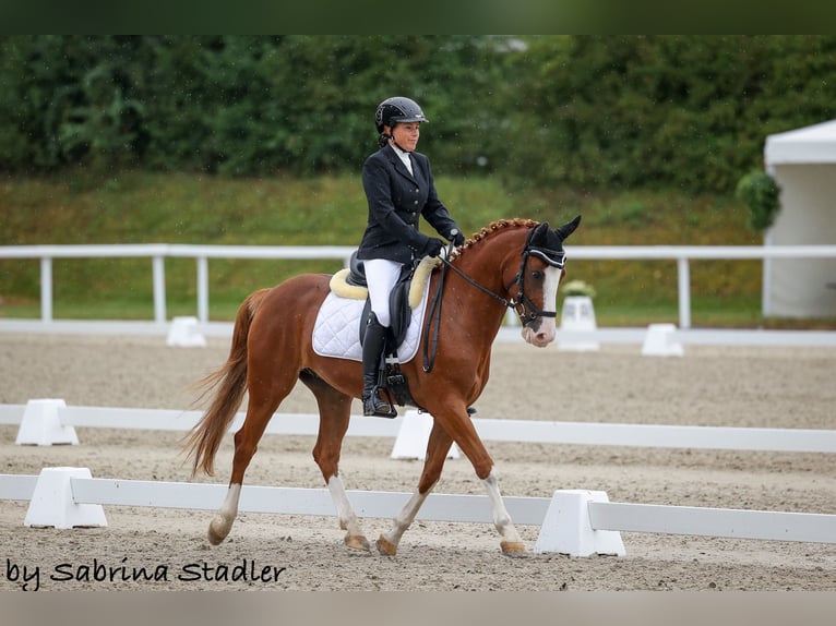 Poni alemán Caballo castrado 7 años 148 cm Alazán in Aesch (Neftenbach)