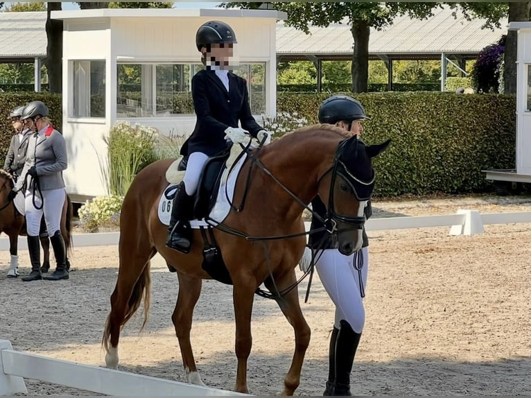 Poni alemán Caballo castrado 7 años 148 cm Alazán in Rheinbach