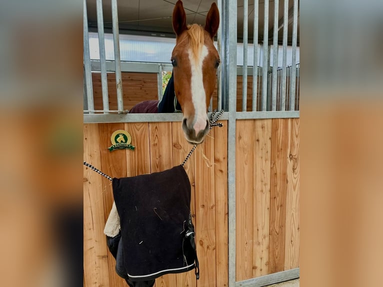 Poni alemán Caballo castrado 7 años 148 cm Alazán in Rheinbach