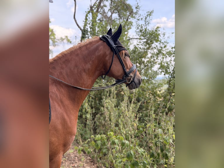 Poni alemán Caballo castrado 7 años 148 cm Alazán in Rheinbach