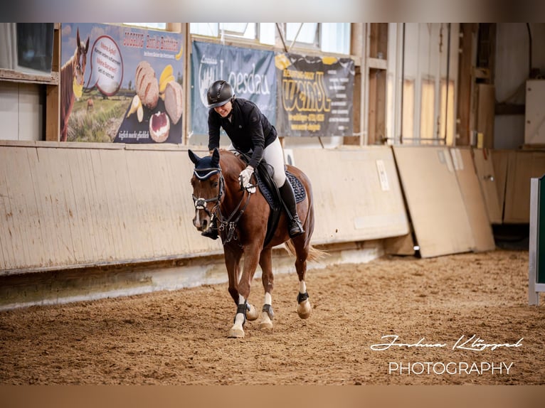 Poni alemán Caballo castrado 7 años 148 cm Alazán in Schemmerhofen