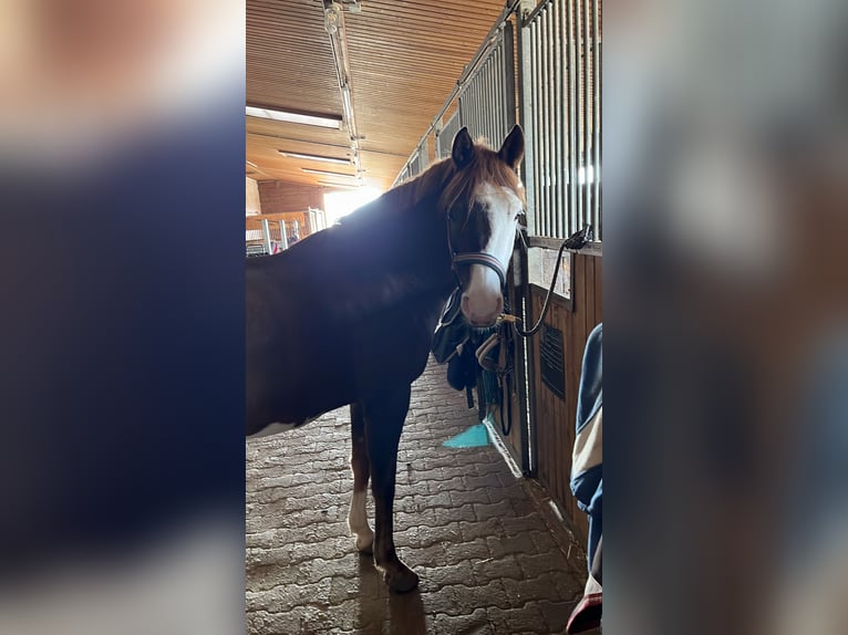 Poni alemán Caballo castrado 7 años 148 cm Alazán-tostado in Offingen