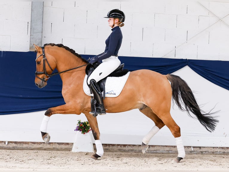 Poni alemán Caballo castrado 7 años 148 cm Bayo in Marsberg
