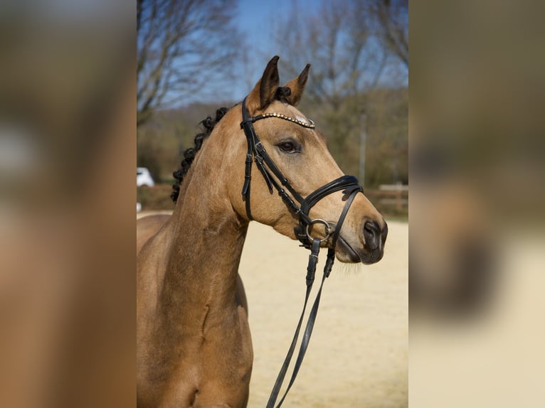 Poni alemán Caballo castrado 7 años 148 cm Buckskin/Bayo in Wuppertal