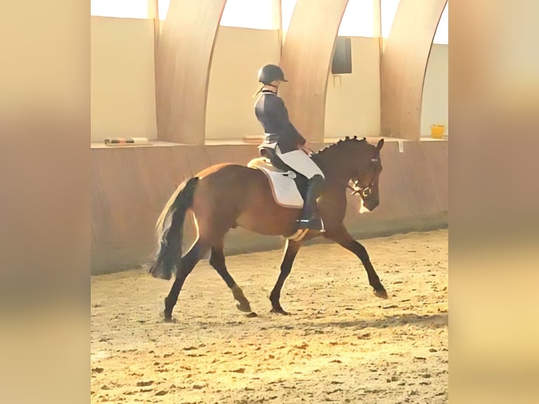 Poni alemán Caballo castrado 7 años 148 cm Castaño in Siezbüttel