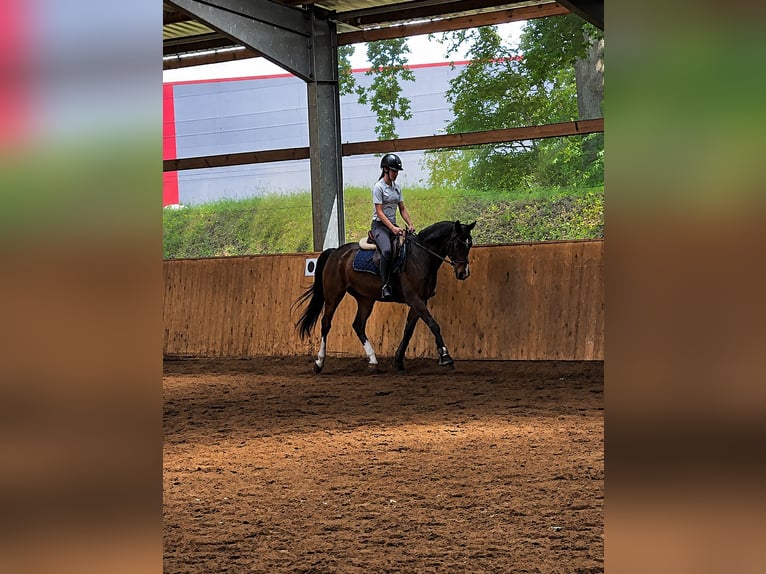 Poni alemán Caballo castrado 7 años 148 cm Castaño in Uelsen