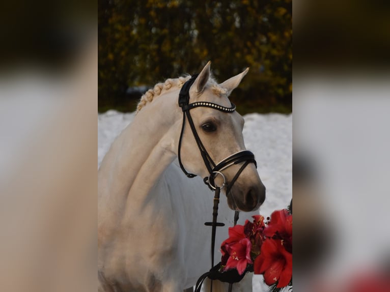 Poni alemán Caballo castrado 7 años 148 cm Palomino in Fürstenau