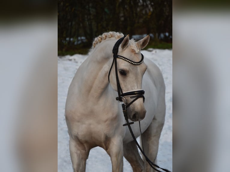 Poni alemán Caballo castrado 7 años 148 cm Palomino in Fürstenau