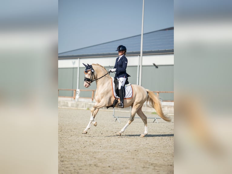 Poni alemán Caballo castrado 7 años 148 cm Perlino in Gemonde