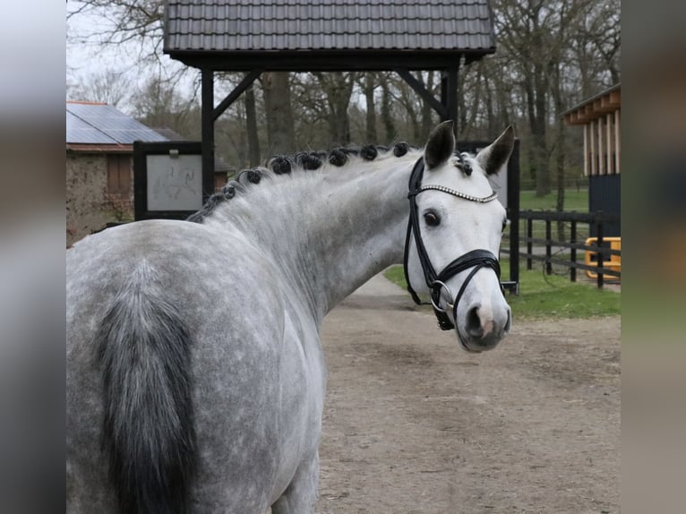 Poni alemán Caballo castrado 7 años 148 cm Tordo in Recke, bei Osnabrück