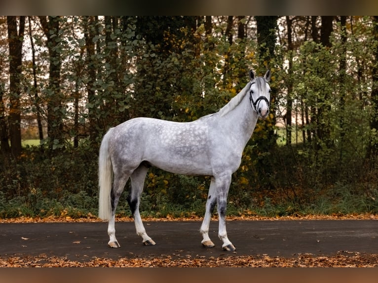 Poni alemán Caballo castrado 7 años 148 cm Tordo in Ascheberg