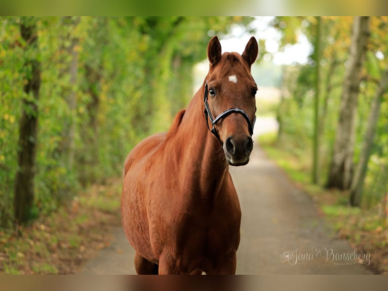 Poni alemán Caballo castrado 7 años 152 cm Alazán in Ahaus