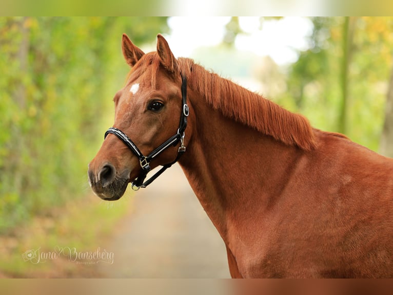 Poni alemán Caballo castrado 7 años 152 cm Alazán in Ahaus