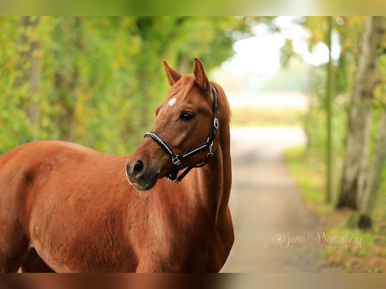 Poni alemán Caballo castrado 7 años 152 cm Alazán in Ahaus