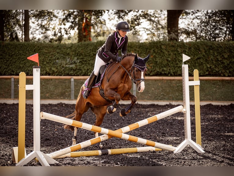 Poni alemán Caballo castrado 7 años 152 cm Alazán-tostado in Frankenberg/Sachsen