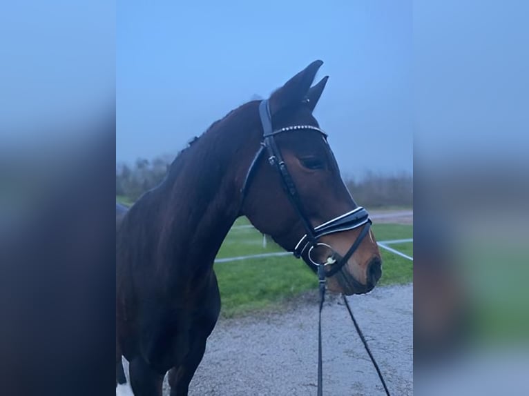 Poni alemán Caballo castrado 7 años 153 cm Castaño oscuro in Grüningen