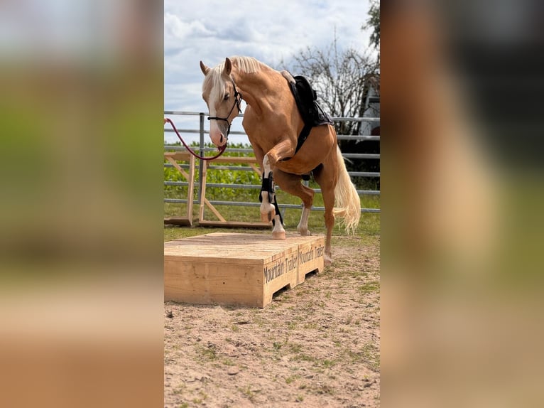 Poni alemán Caballo castrado 7 años 153 cm Palomino in Nennslingen