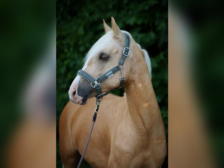 Poni alemán Caballo castrado 7 años 153 cm Palomino in Nennslingen