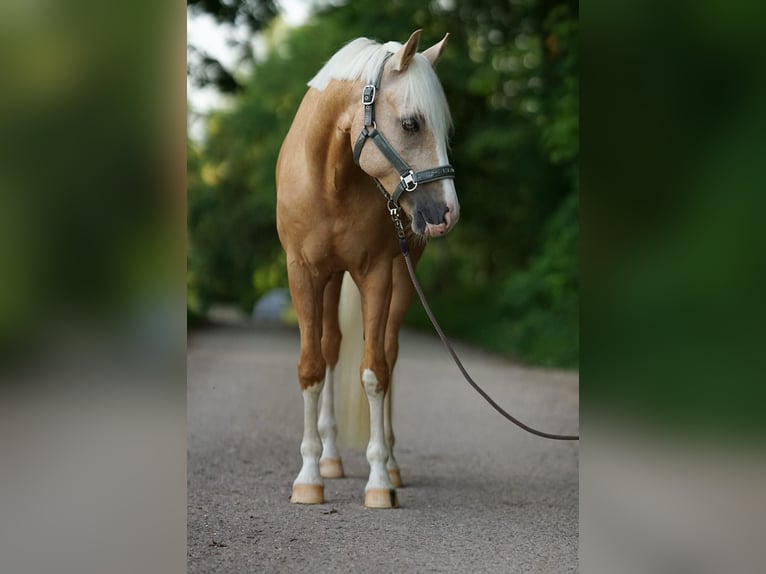 Poni alemán Caballo castrado 7 años 153 cm Palomino in Nennslingen