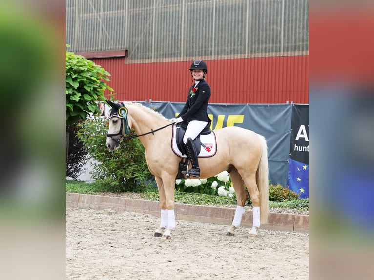 Poni alemán Caballo castrado 7 años 153 cm Palomino in Martfeld