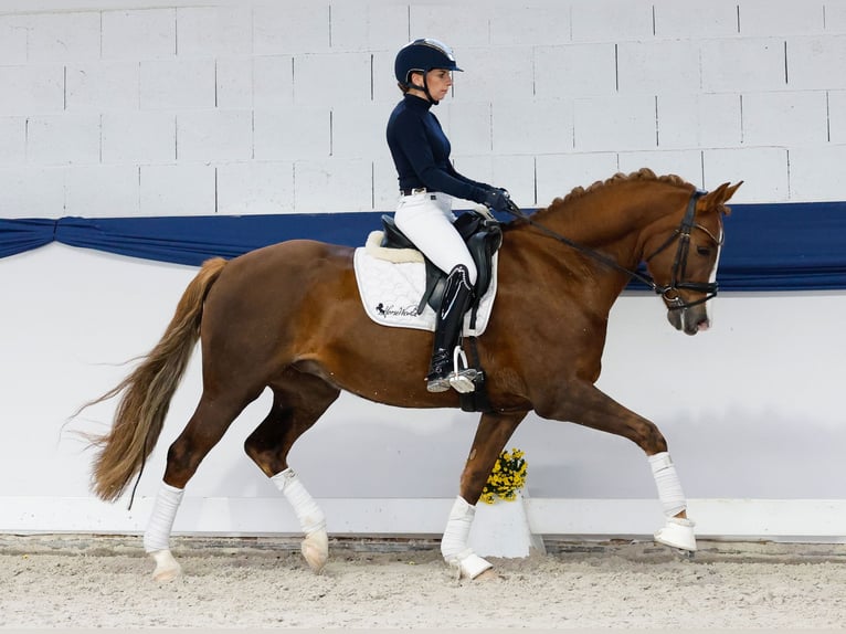 Poni alemán Caballo castrado 7 años 156 cm Alazán-tostado in Marsberg