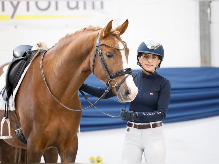 Poni alemán Caballo castrado 7 años 156 cm Alazán-tostado in Marsberg