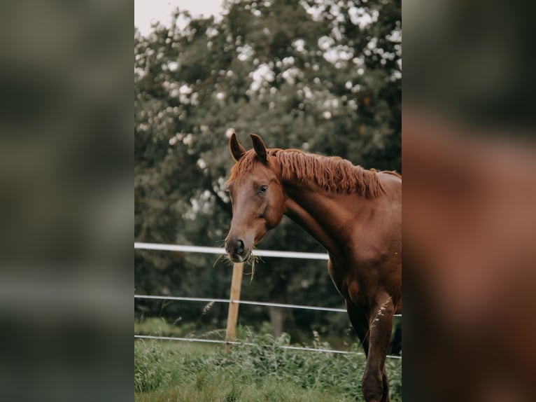 Poni alemán Caballo castrado 7 años 158 cm Alazán in Schermbeck