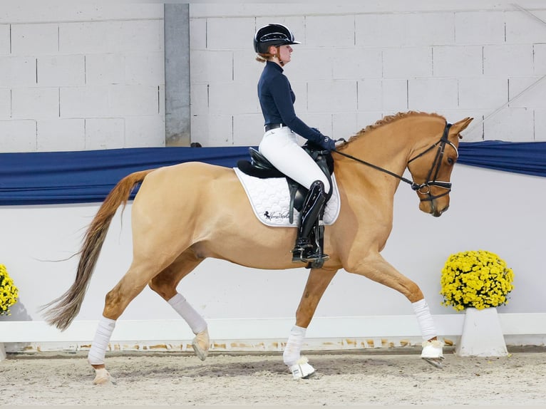 Poni alemán Caballo castrado 7 años 158 cm Bayo in Marsberg