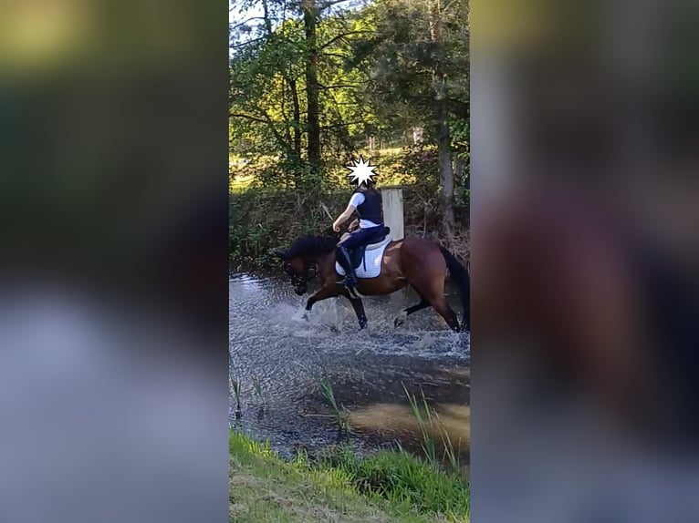 Poni alemán Caballo castrado 7 años Castaño in Ratingen