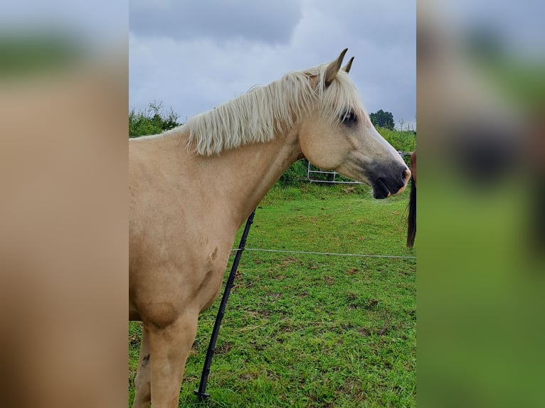 Poni alemán Caballo castrado 7 años Palomino in Reinfeld (Holstein)