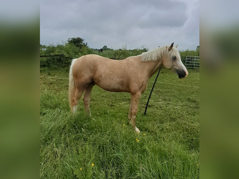 Poni alemán Caballo castrado 7 años Palomino in Reinfeld (Holstein)