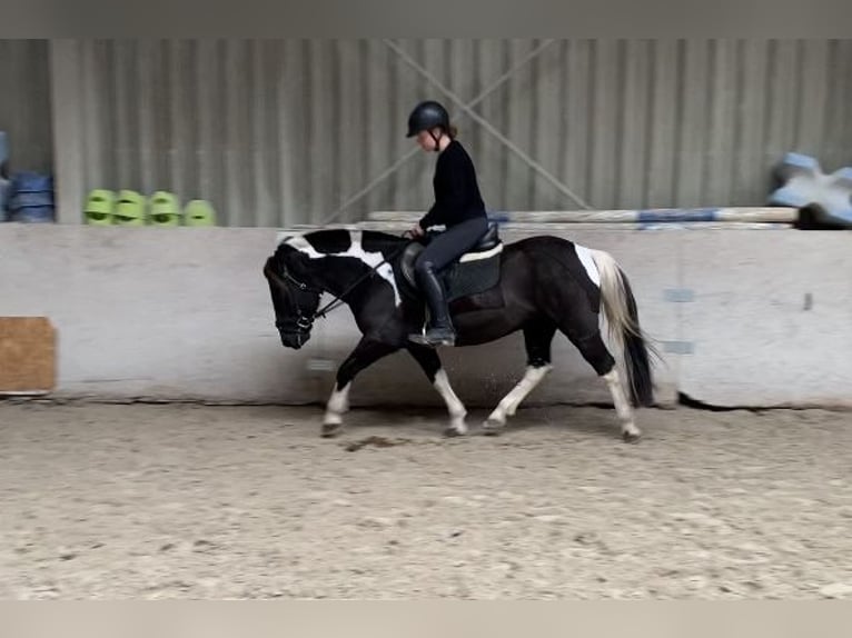 Poni alemán Mestizo Caballo castrado 8 años 132 cm Pío in W&#xFC;rzburg
