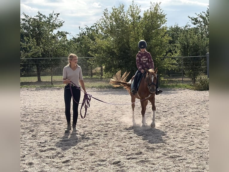 Poni alemán Mestizo Caballo castrado 8 años 135 cm Alazán rojizo in Deuerling