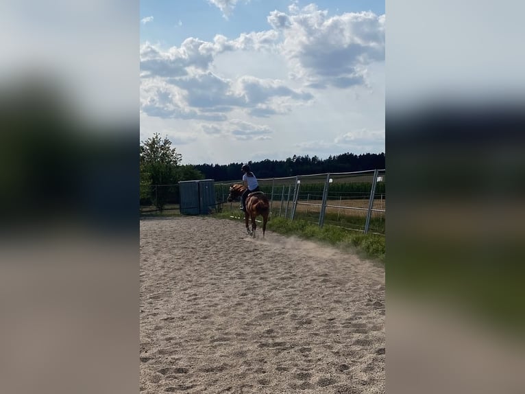 Poni alemán Mestizo Caballo castrado 8 años 135 cm Alazán rojizo in Deuerling