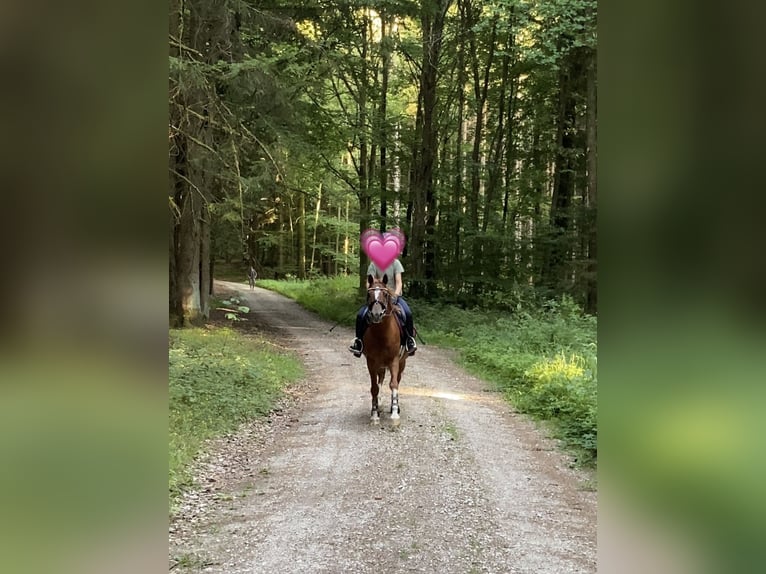 Poni alemán Mestizo Caballo castrado 8 años 135 cm Alazán rojizo in Deuerling