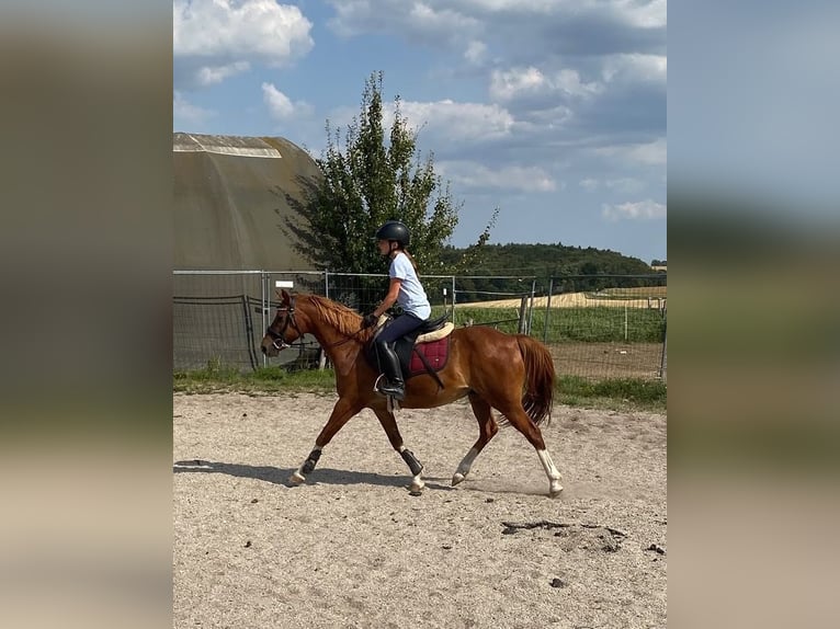 Poni alemán Mestizo Caballo castrado 8 años 135 cm Alazán rojizo in Deuerling