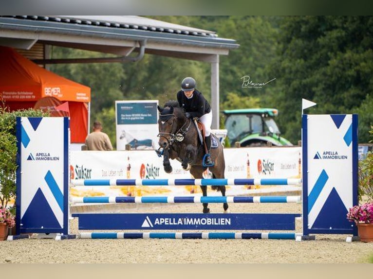 Poni alemán Caballo castrado 8 años 137 cm Castaño oscuro in Pritzwalk