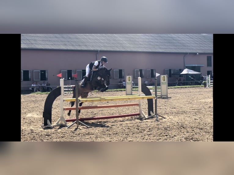 Poni alemán Caballo castrado 8 años 137 cm Castaño oscuro in Pritzwalk