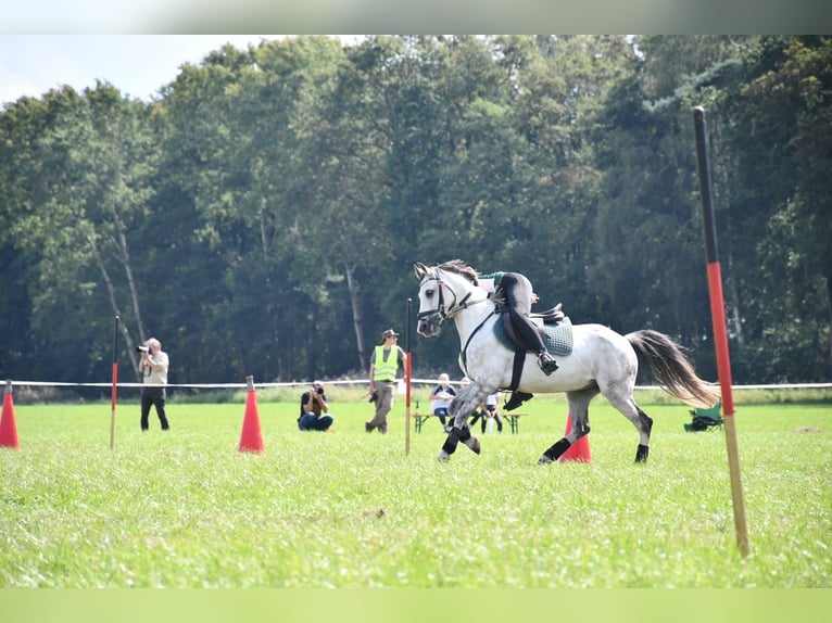 Poni alemán Caballo castrado 8 años 138 cm Tordo rodado in Tornesch
