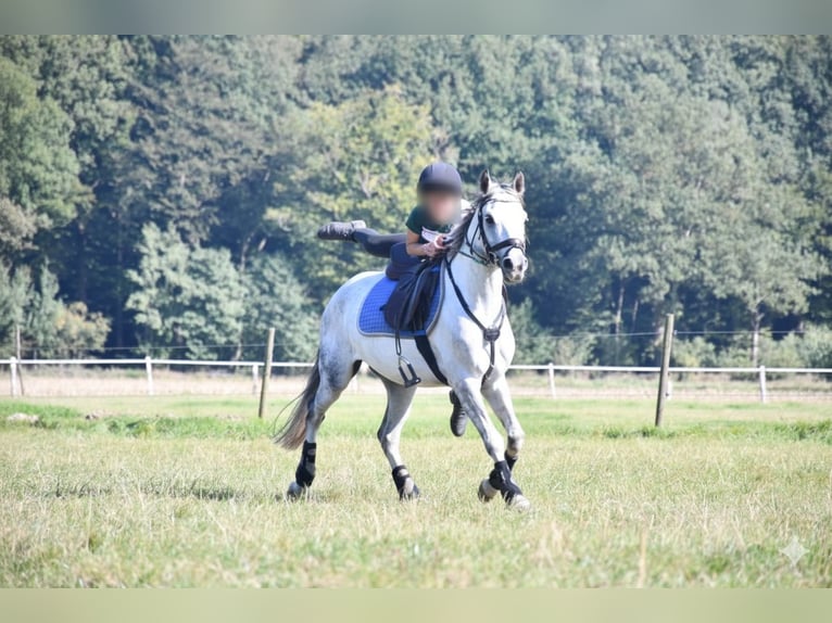 Poni alemán Caballo castrado 8 años 138 cm Tordo rodado in Tornesch