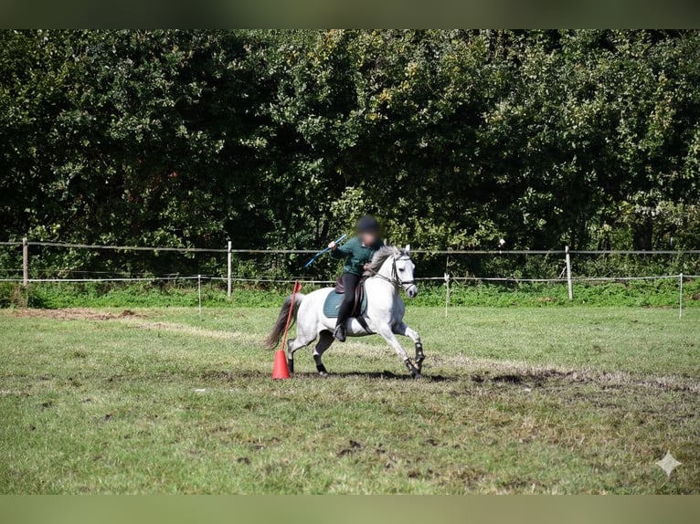 Poni alemán Caballo castrado 8 años 138 cm Tordo rodado in Tornesch