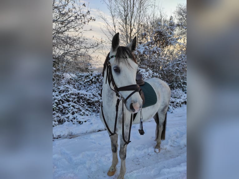 Poni alemán Caballo castrado 8 años 138 cm Tordo rodado in Tornesch