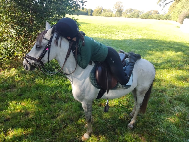 Poni alemán Caballo castrado 8 años 138 cm Tordo rodado in Tornesch