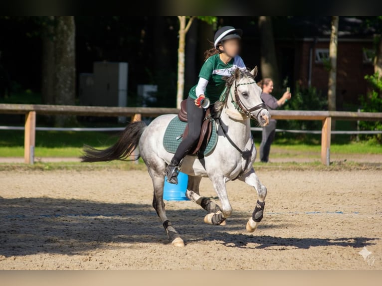 Poni alemán Caballo castrado 8 años 138 cm Tordo rodado in Tornesch