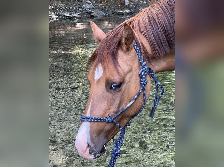 Poni alemán Caballo castrado 8 años 140 cm Alazán in Mayerling