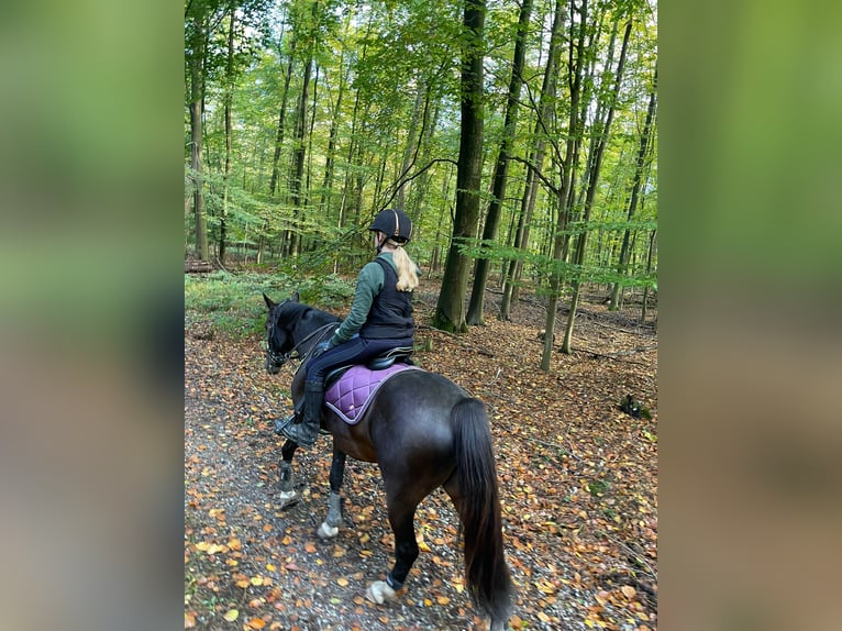 Poni alemán Caballo castrado 8 años 140 cm Castaño oscuro in SolingenSolingen