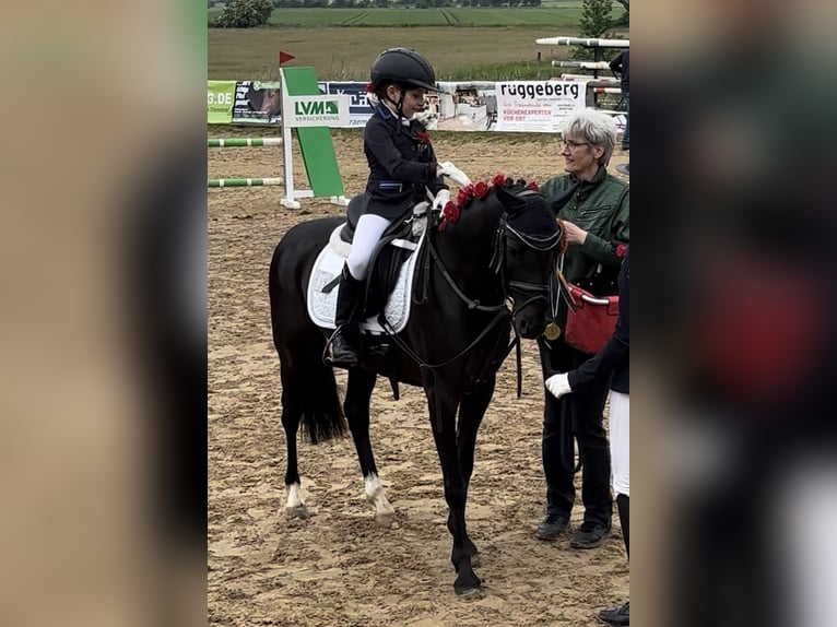 Poni alemán Caballo castrado 8 años 140 cm Negro in Rosdorf