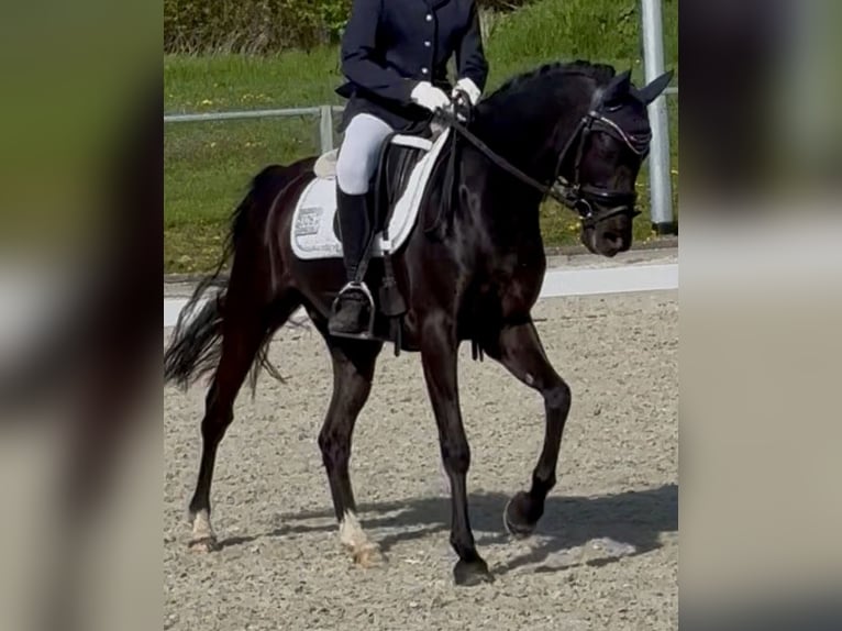 Poni alemán Caballo castrado 8 años 140 cm Negro in Rosdorf