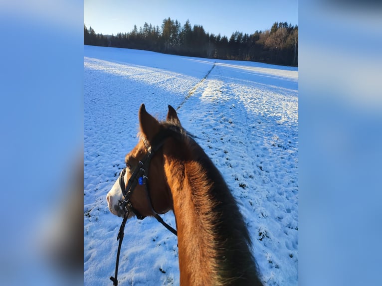 Poni alemán Caballo castrado 8 años 144 cm  in Hohenstein Ödenwaldstetten