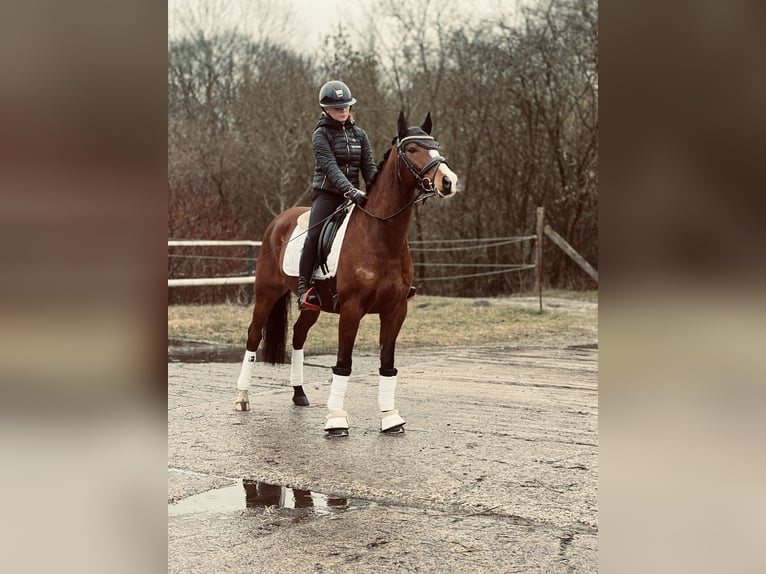 Poni alemán Caballo castrado 8 años 144 cm Castaño in Ollndorf